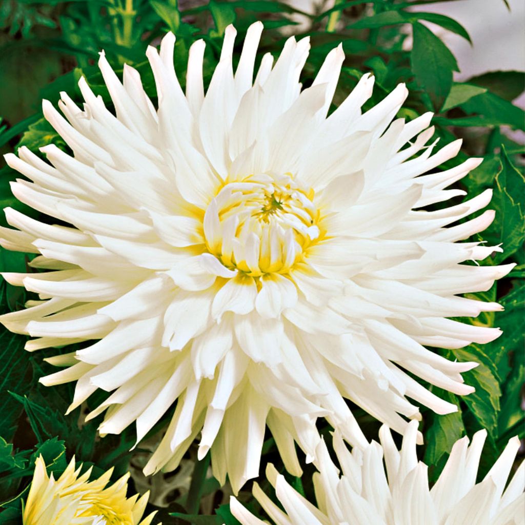 Kaktus Dahlia White 1 kus Sadenice Dahlia Sadenice Dahlia Obrázok produktu 