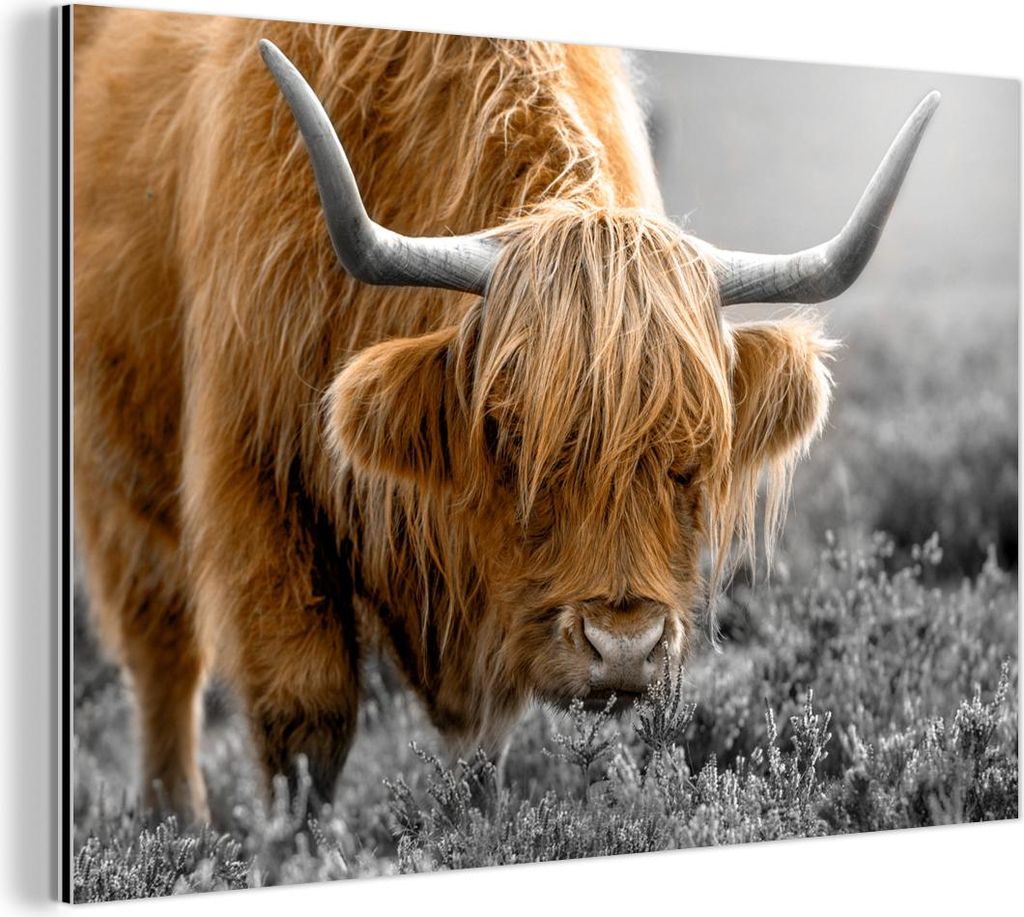 MuchoWow Wanddekoration Metall Metallbild Wandkunst 30x20 cm Schottisches Hochlandrind - Tiere - Braun - Kuh - Schwarz - Weiß - Natur MuchoWow Alu...