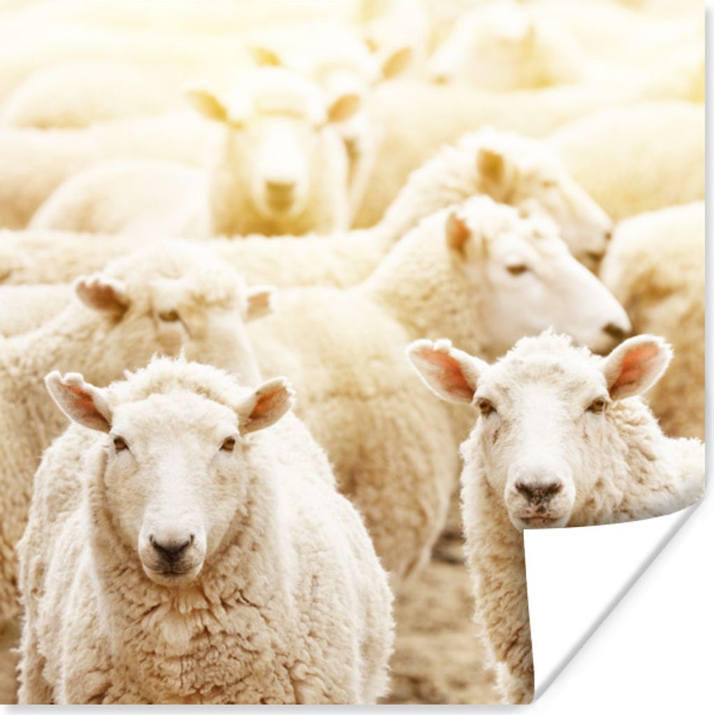 MuchoWow Poster Schafe - Wolle - Weiß 30x30 cm - Wandposter - Printing