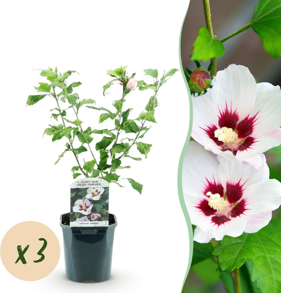 Hibiscus syriacus Hamabo - Garten Hibiskus - Winterhart - Weiß - Rosa - 3 Pflanzen - 35-45cm - Ø17cm - Gartenpflanze