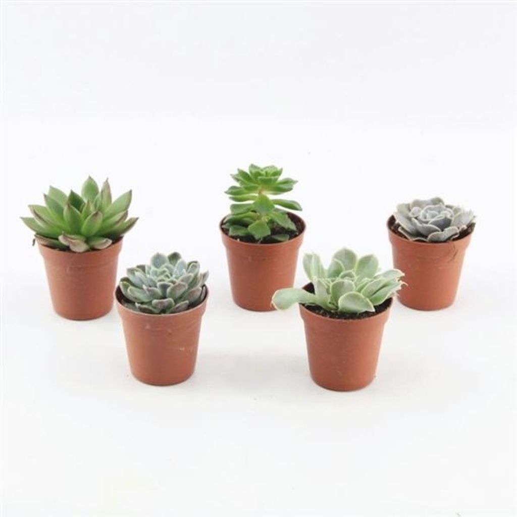 5 Stück Echeverie gemischt 5,5 cm Topf -Kakteen & Sukkulenten Le