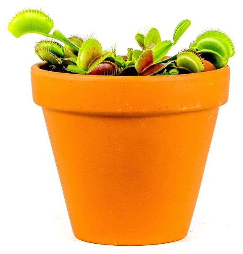 Gardners Dionaea, priemer 9 cm Obrázok produktu 