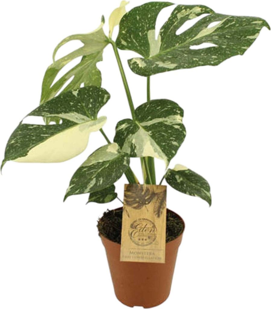 Trendyplants special - Monstera Thai Constellation - Zimmerpflanze - Höhe 40-60 cm - Topfgröße Ø15cm