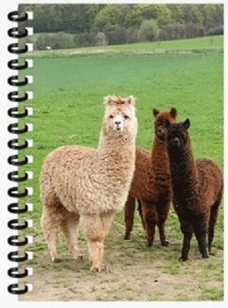 Cornelissen 1037647 Notizbuch Alpakas