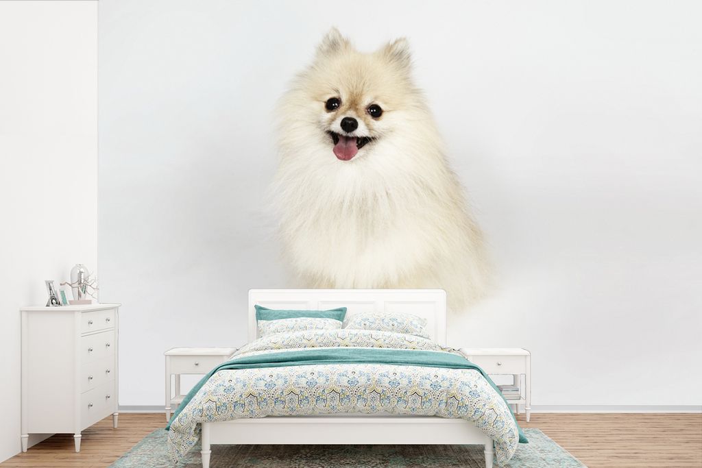 MuchoWow Fototapete für Wohnzimmer oder Schlafzimmer Wandtapete Vinyl Motivtapete Glücklicher Pomeranian - 525x350 cm - Das Hintergrundbild
