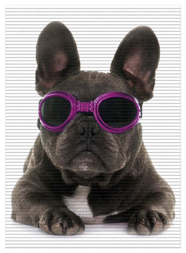 Wallario Duschmatte Antirutschmatte Badmatte Fußmatte Cooler Hund mit Sonnenbrille in pink - Französische Bulldogge, Größe ca. 90 x 65 cm