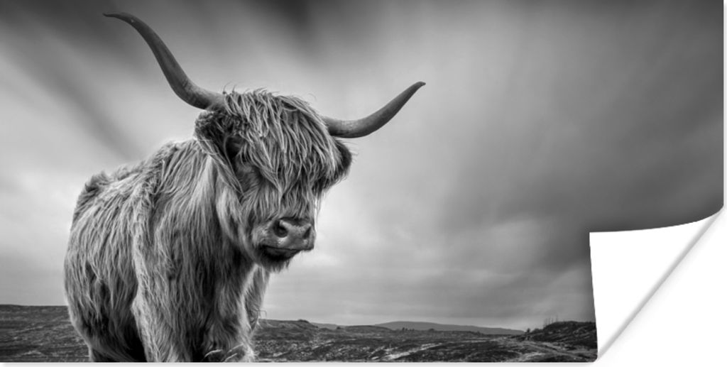 MuchoWow Poster Kühe - Schottische Hochlandkühe - Natur - Tiere - Schwarz und weiß 80x40 cm - Wanddeko