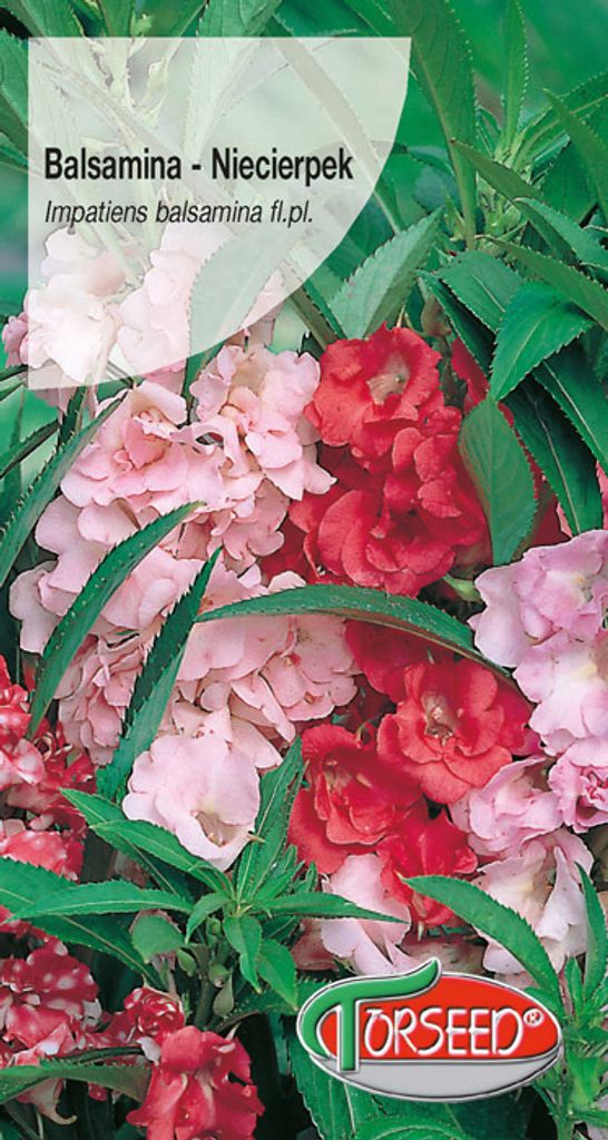 Balsamina (Impatiens) Samenmischung - Torseed Produktbild 