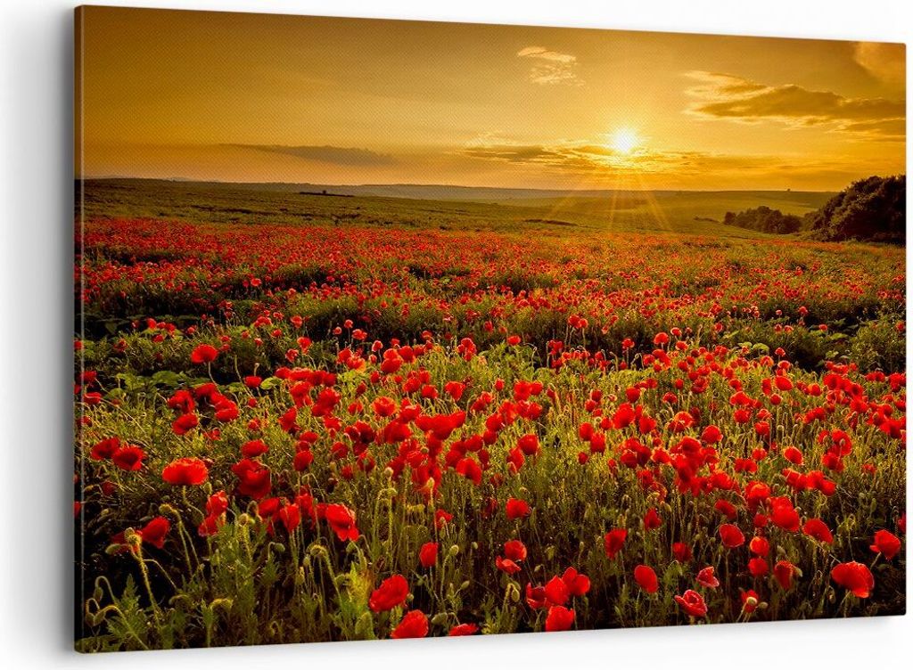 Bild auf Leinwand - Leinwandbild - Mohn Blume Wiese - 120x80cm - Wand Bild - Wanddeko - Wandbilder - Leinwanddruck - Bilder - Kunstdruck - Wanddeko...