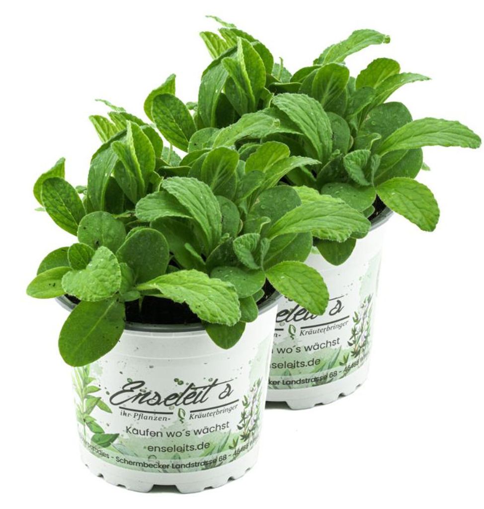 Enseleits 2x Borretsch,Borago officinalis,Gurkenkraut, Produktbild 