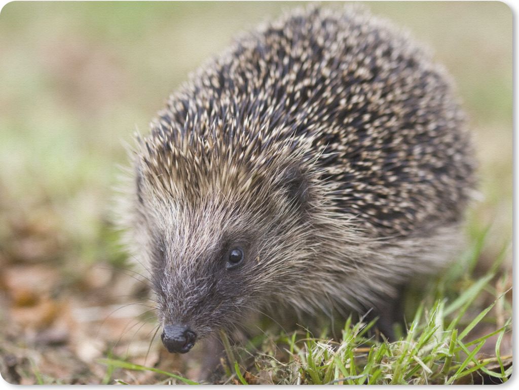 MuchoWow Mauspad Mousepad Igel im Gras 23x19 cm - Mousepads - Maus Mat - Pad - Mausunterlage - Schreibtischunterlage - Mauspad