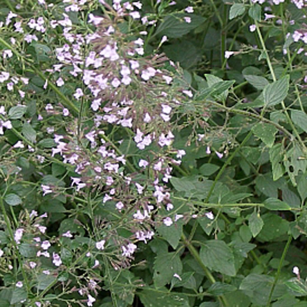 6 x Kleinblütige Bergminze - Calamintha nepeta nepeta | Topf 9cm x 9cm