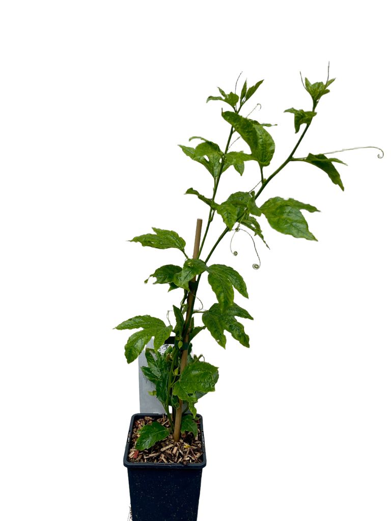 Passiflora edulis - Passiflora 50-60 cm in vaso Immagine del prodotto 