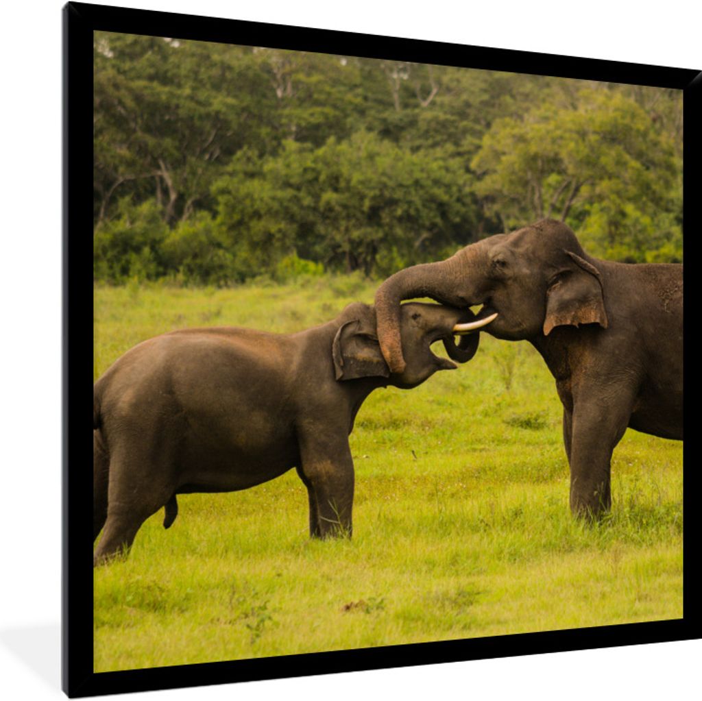 MuchoWow Gerahmtes Poster Zwei kämpfende Elefanten 40x40 cm - Poster mit Schwarzem Bilderrahmen Wandposter Rahmen Foto Bilder - Mit Rahmen - Wan...