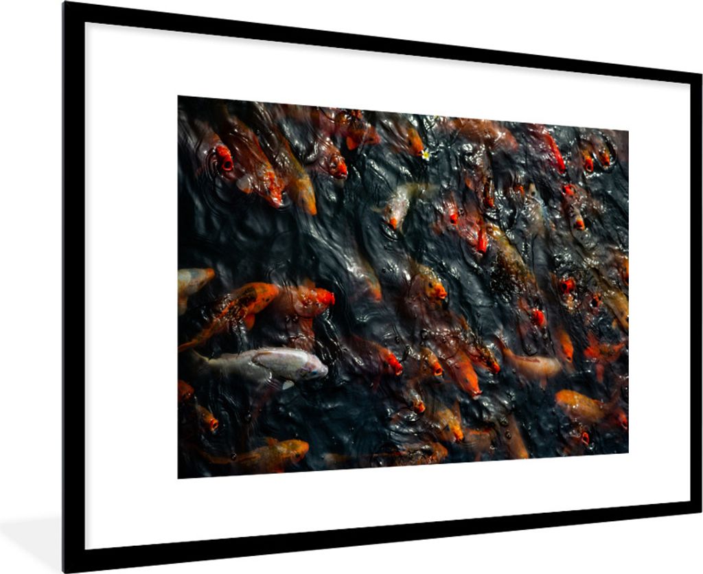 MuchoWow Gerahmtes Poster Ein Teich mit einer großen Gruppe von Koi-Karpfen 90x60 cm - Poster mit Schwarzem Bilderrahmen Wandposter Rahmen Foto ...