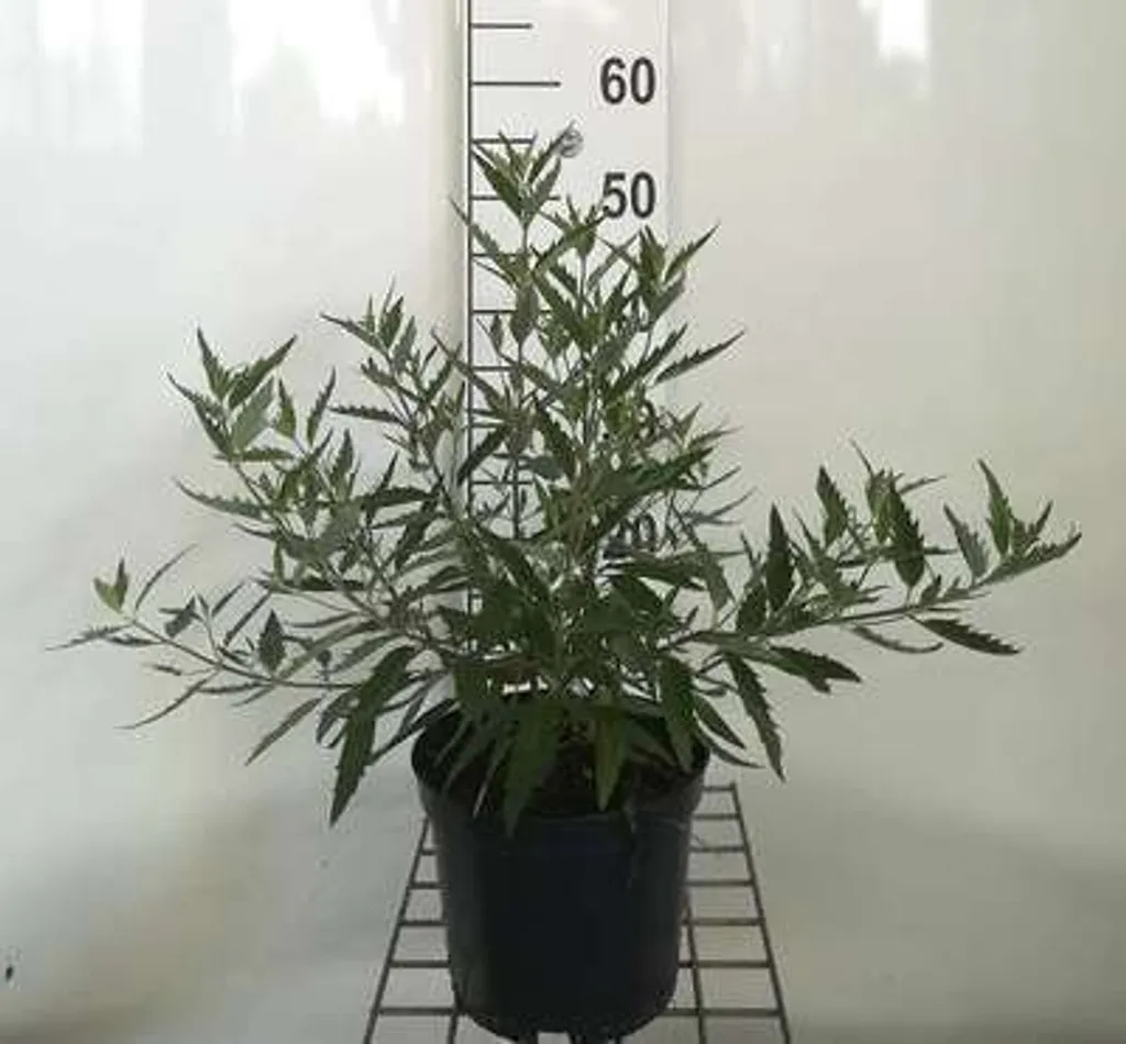 Caryoptéris Heavenly Blue : floraison tardive pour jardin sans entretien