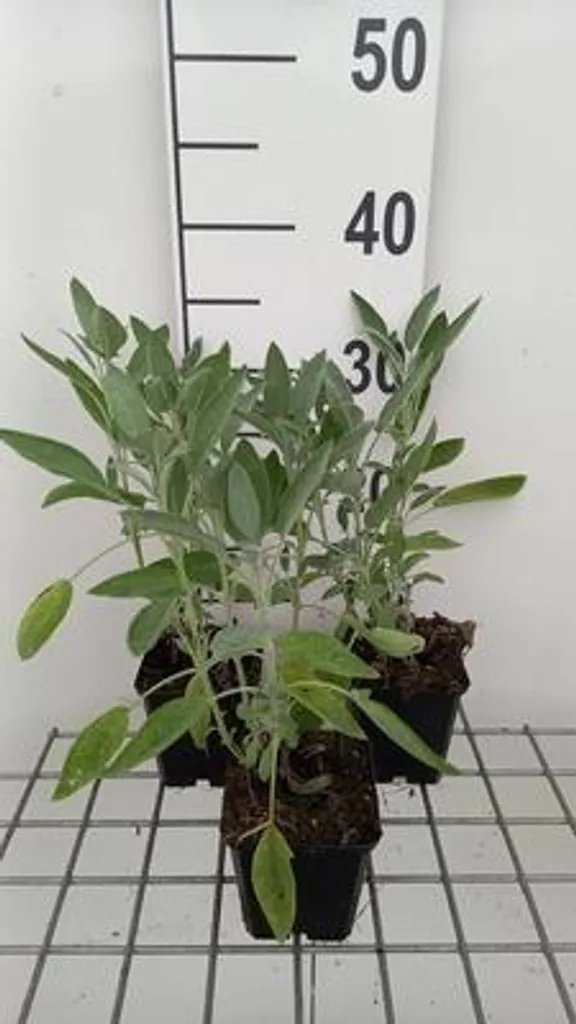 6 Sauges Albiflora : la solution naturelle pour un jardin sans arrosage