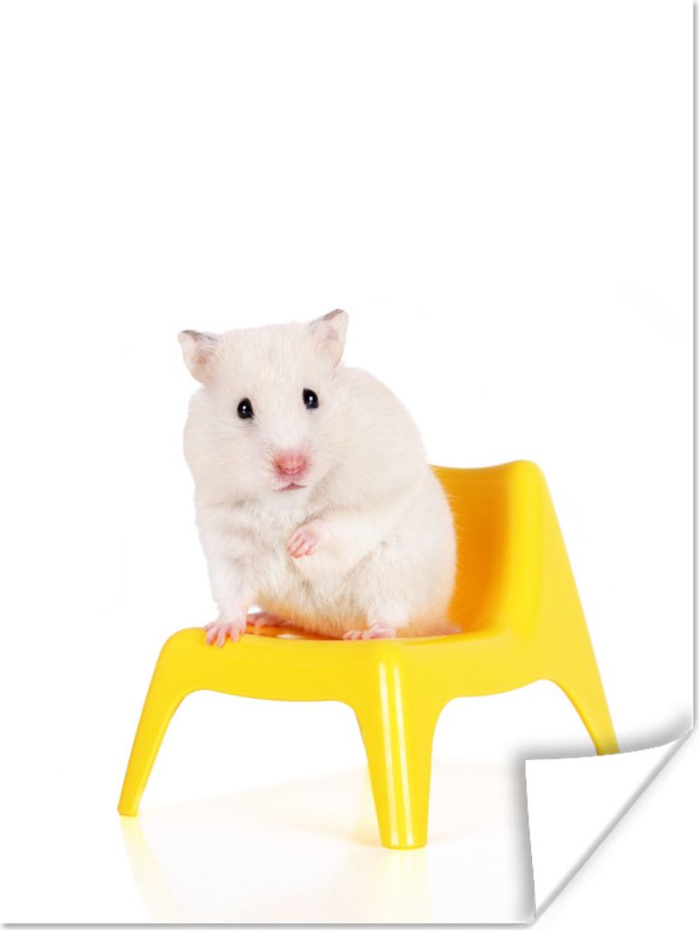 MuchoWow Poster Weißer Hamster auf einem gelben Stuhl 30x40 cm - Wandplakat - Poster Kinderzimmer