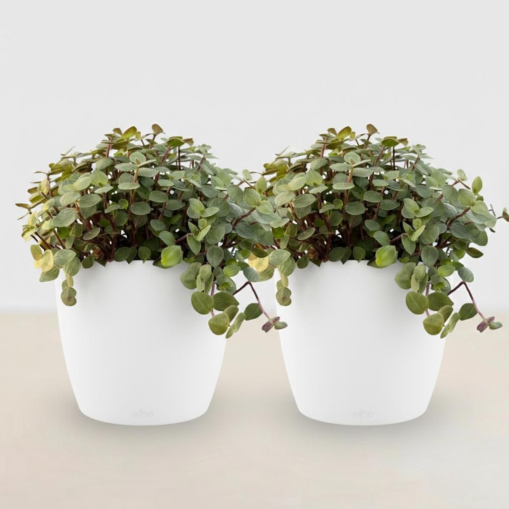 Callisia repens Ø12cm 17-20cm 2 Pflanzen Zimmerpflanze mit weißem Topf