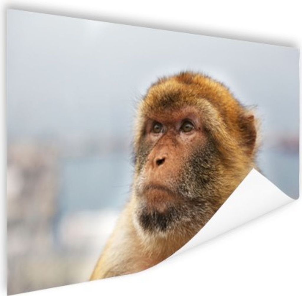 MuchoWow Poster Affe - Tiere - Porträt - Landschaft 180x120 cm - Fotoplakat