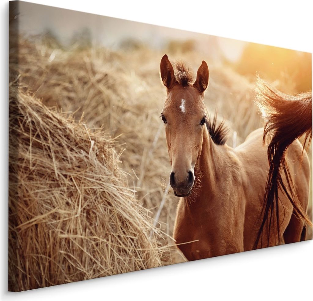 Fabelhafte Canvas LEINWAND BILDER 70x50 cm XXL Kunstdruck Tiere Pferd Fohlen Heu