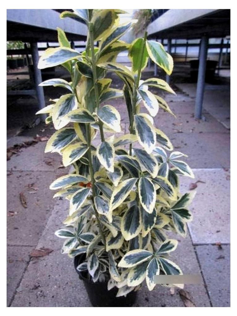 Euonymus japonicus Chollipo - Spindelstrauch Chollipo 40-60 cm
