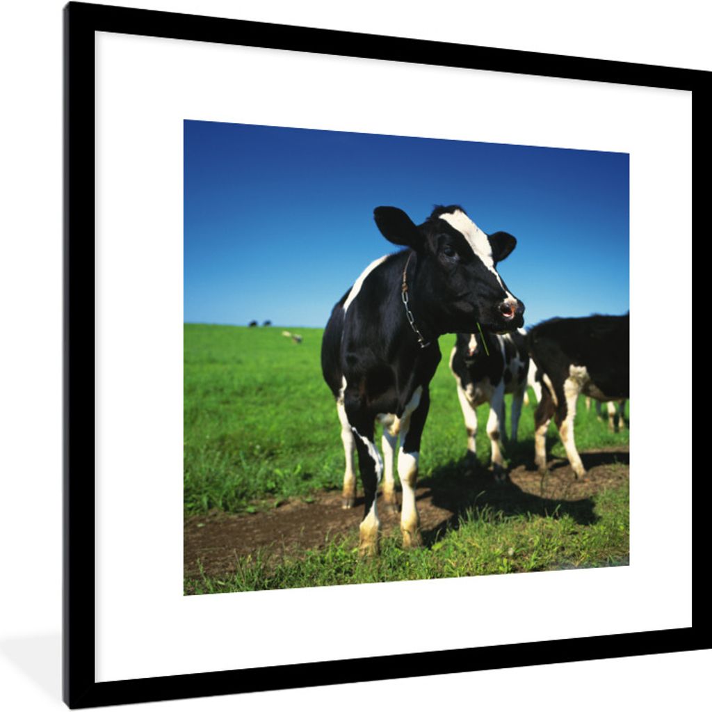 MuchoWow Gerahmtes Poster Kühe - Gras - Tiere 40x40 cm - Poster mit Schwarzem Bilderrahmen Wandposter Rahmen Foto Bilder - Poster - Plakat im Ra...