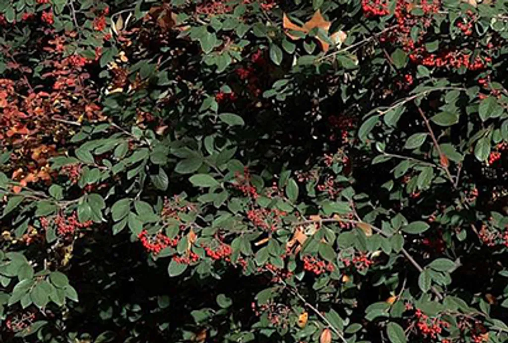 Cotoneaster lacteus persistant aux baies rouges décoratives 40-60 cm - 2