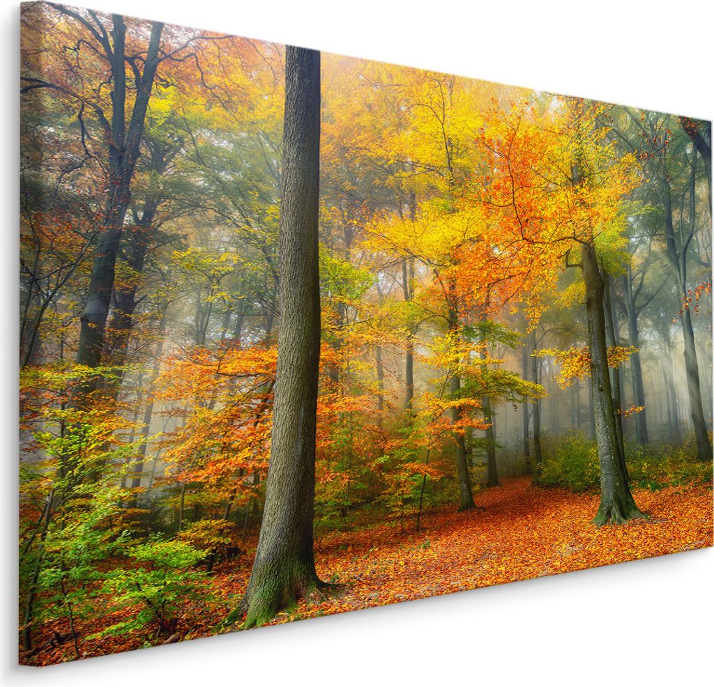 Fabelhafte Canvas LEINWAND BILDER 70x50 cm XXL Kunstdruck Wald Bäume Herbst Blätter
