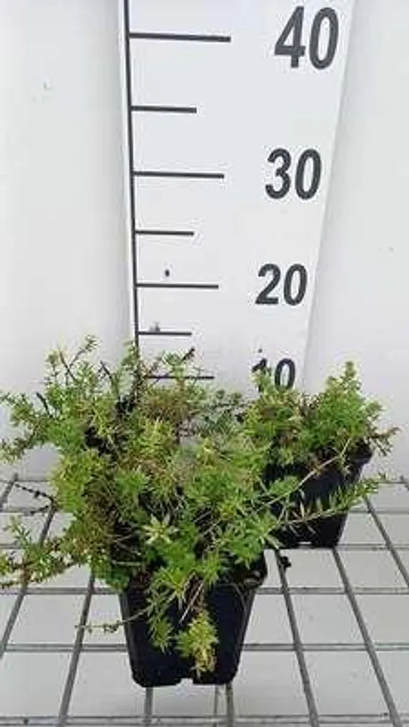 Phuopsis stylosa rose : vivace mellifère et parfumée - 6 godets 9cm