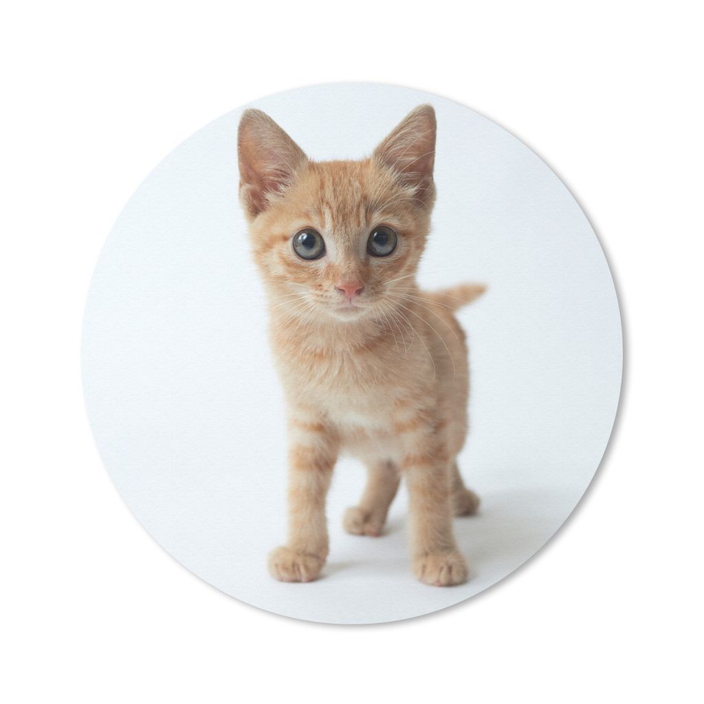 MuchoWow® Mauspad Mousepad Katze - Rot - Kätzchen - Mädchen Produktbild 