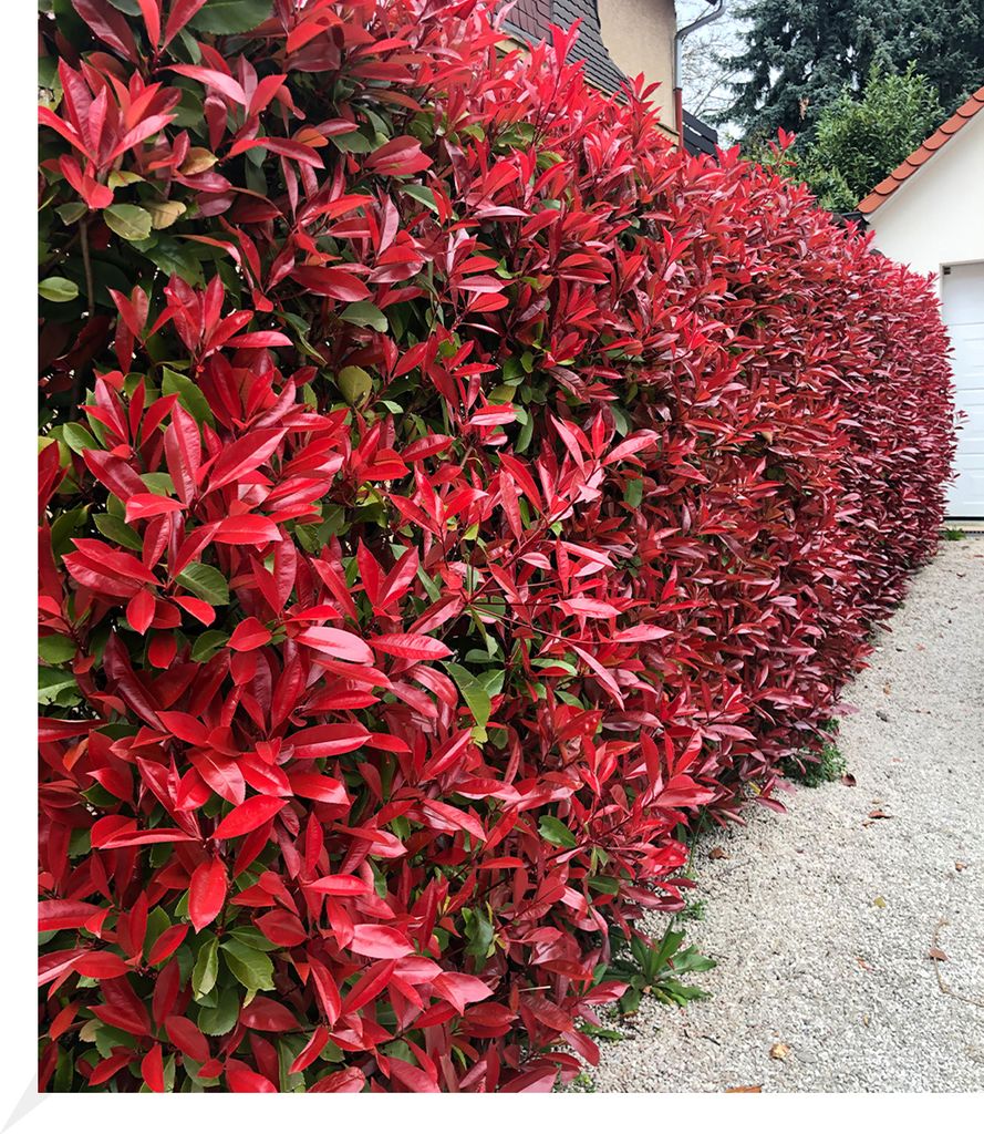 BALDUR Garten 5er Immergrüne Photinia-Hecke 'Red Robin', Pflanzen im 9x9 cm-Topf, Glanzmispel winterhart, blühend, Photinia fraseri 'Red Robin', ...