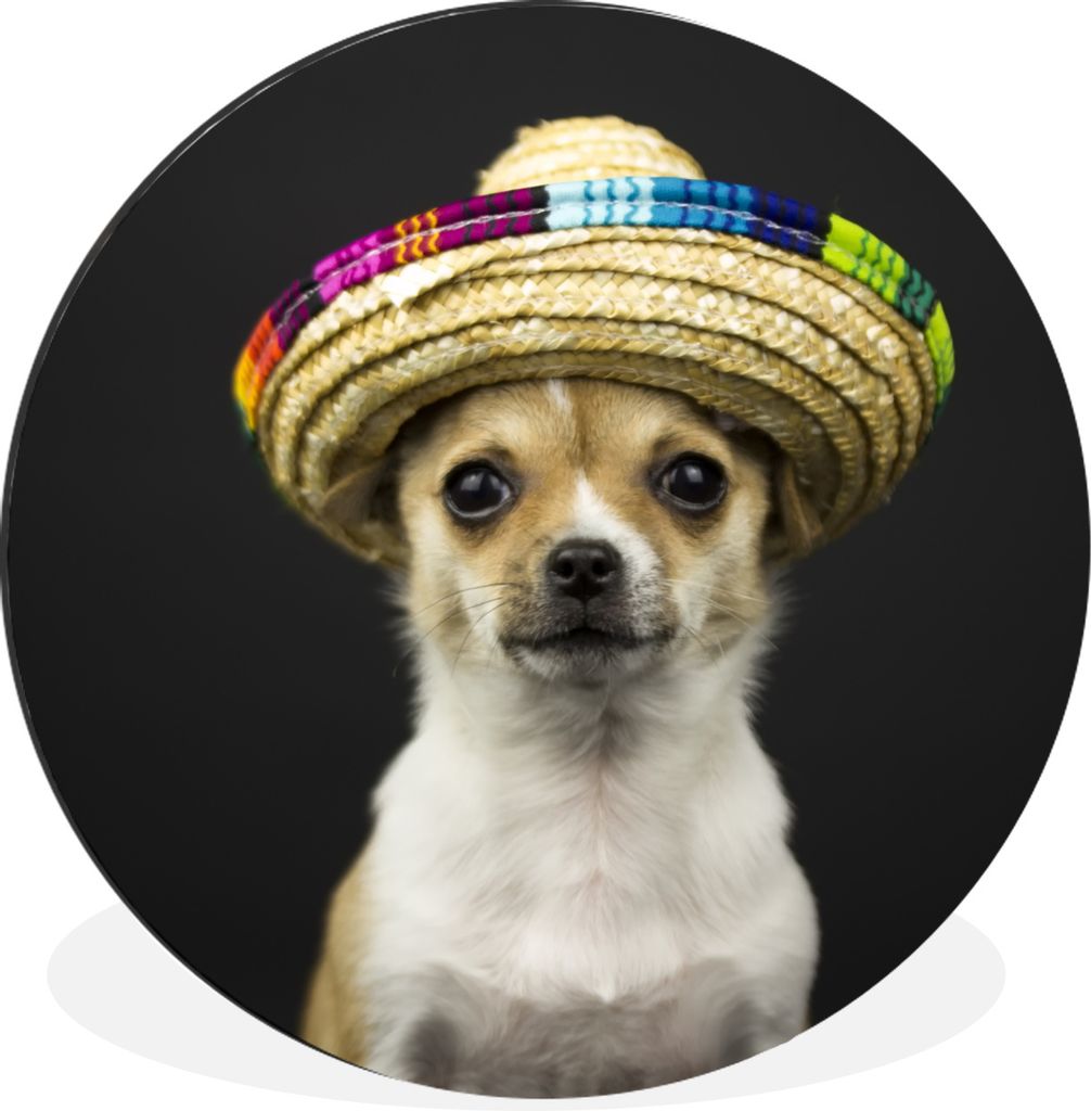 MuchoWow Aluminium Wandkreis Hund - Sombrero - Schwarz Ø 60 cm Wanddeko Modern Wohnzimmer - Wand Kreis - Wandbild - Schlafzimmer - Aluminium Bil...