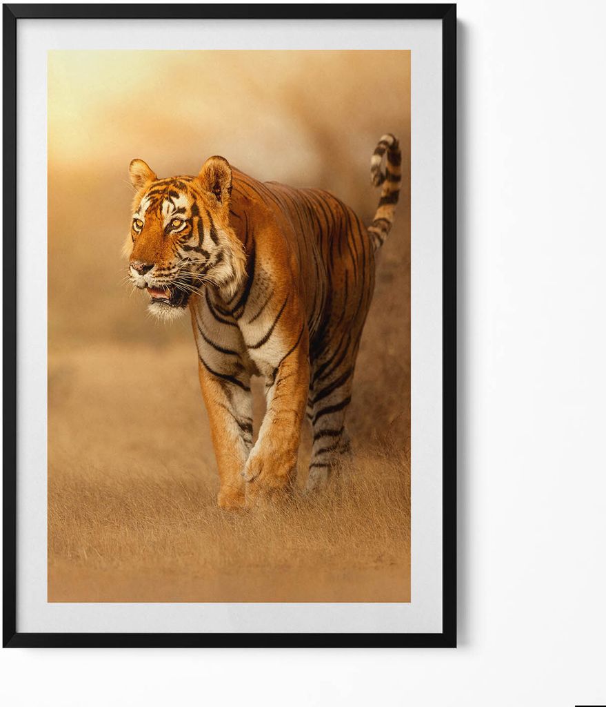 Wilder Tiger auf der Jagd– Wandbild mit Rahmen – Gerahmtes Bild – Wanddekoration – 70x100 cm – Schwarz Rahmen