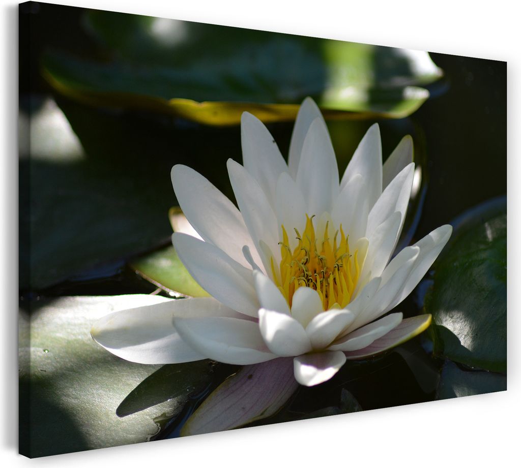 Leinwandbild (120x80cm): See-Rose Wasser-Rose weiße Blätter gelb von innen auf Teich, echter Holz-Keilrahmen inkl. Aufhänger, handgefertigt in D...