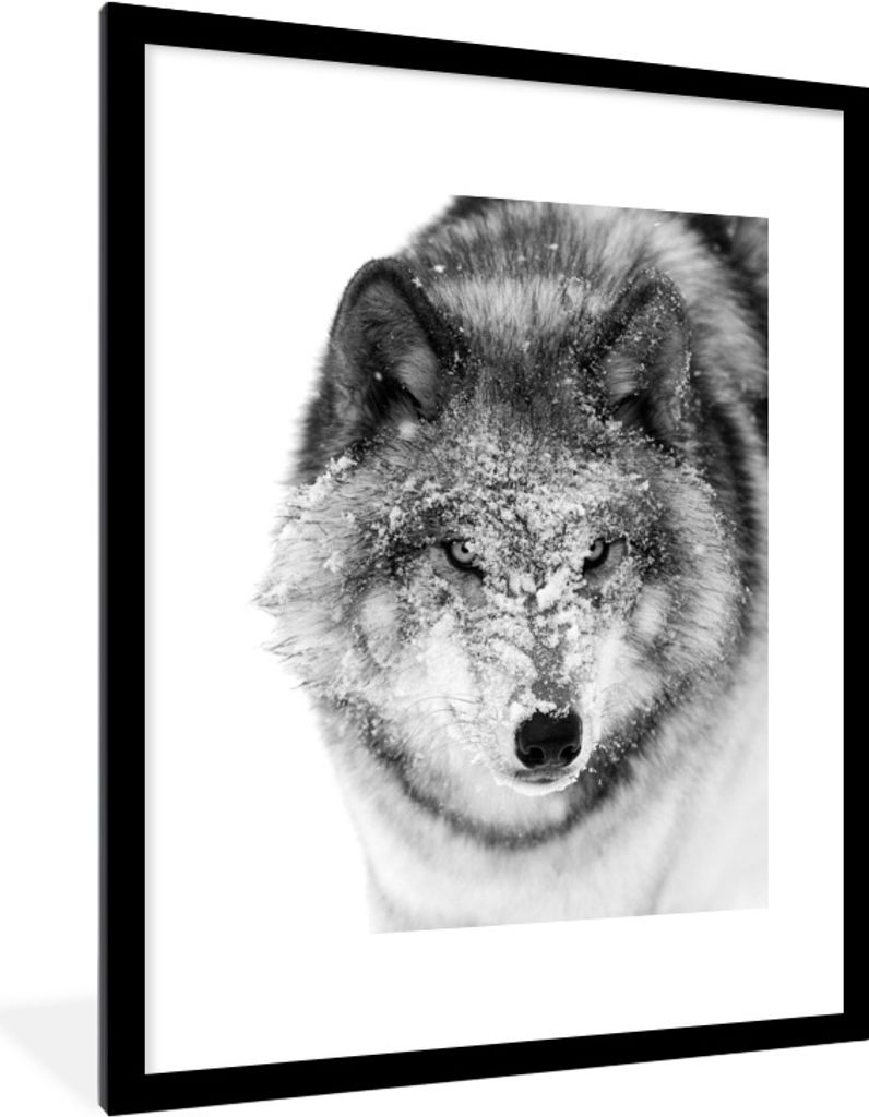 MuchoWow MuchoWow Gerahmtes Poster Wolf mit verschneitem Kopf in schwarz-weiß 60x80 cm - Poster mit zchwarzem Bilderrahmen - Wohnzimmer - Deko...