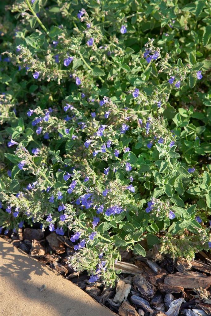 Nepeta cataria, Katzenminze, aromatisch, ca. 9x9 cm Topf