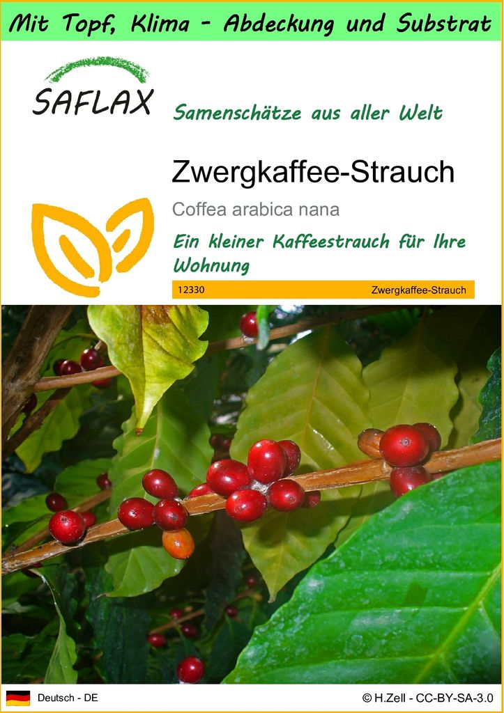 SAFLAX Garden to go - Zwergkaffee-Strauch - Coffea arabica nana - 8 Samen - Mit Topf, Klima - Deckel und Anzuchtsubstrat