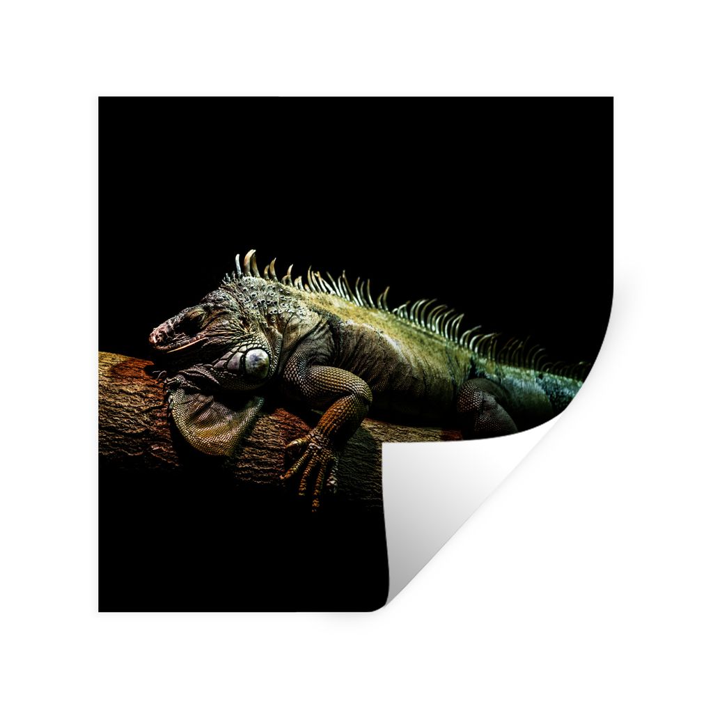 MuchoWow Wandtattoo Wandsticker Wandaufkleber Tier - Zweig - Schwarz 80x80 cm Selbstklebend und Repositionierbar - Wierderverwendbar - Selbstklebend