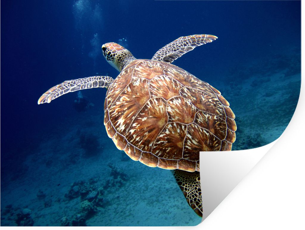 MuchoWow Wandtattoo Wandsticker Wandaufkleber Schildkröte Fotodruck 80x60 cm Selbstklebend und Repositionierbar - Faltenfrei