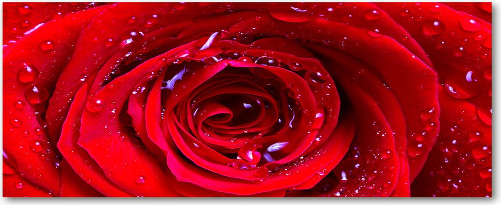 Tulup Küchenrückwand Spritzschutz aus Glas -125x50 -Spritzschutz auf gehärtetes Glas Deko Blumen & Pflanzen Rose Blume