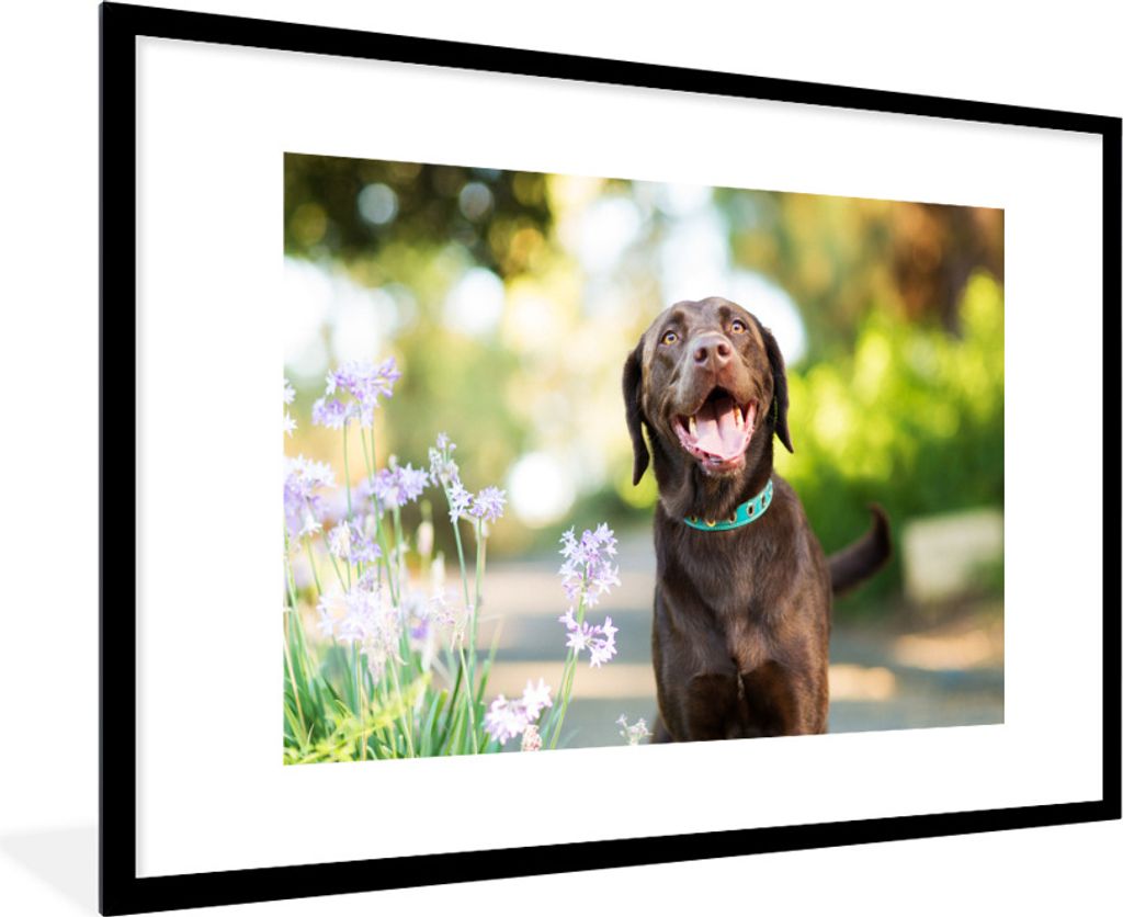 MuchoWow Gerahmtes Poster Ein Labrador Retriever mit schönen Blumen 90x60 cm - Poster mit Schwarzem Bilderrahmen Wandposter Rahmen Foto Bilder -...