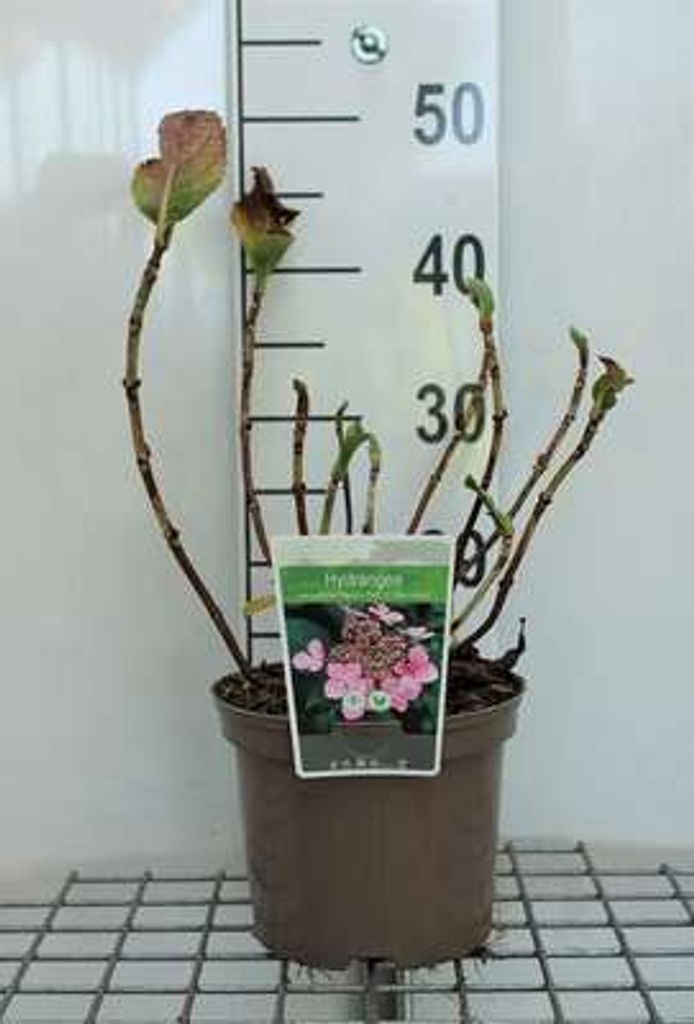 Hydrangea macr. 'Mariesii Perfecta' ( 'bl wave') - Hortensien 25- 30 cm Container