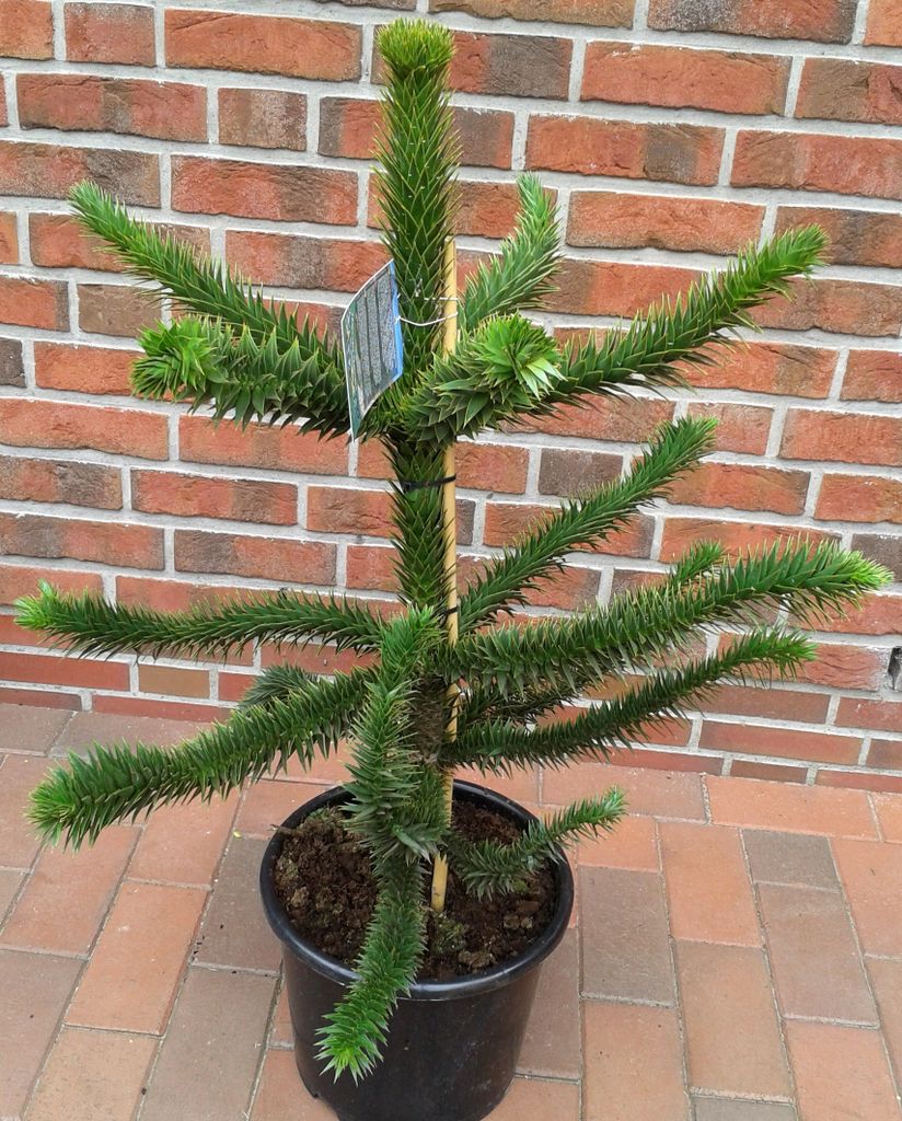 Araucaria araucana, Affenbaum, Andentanne, Höhe: 70-80 cm