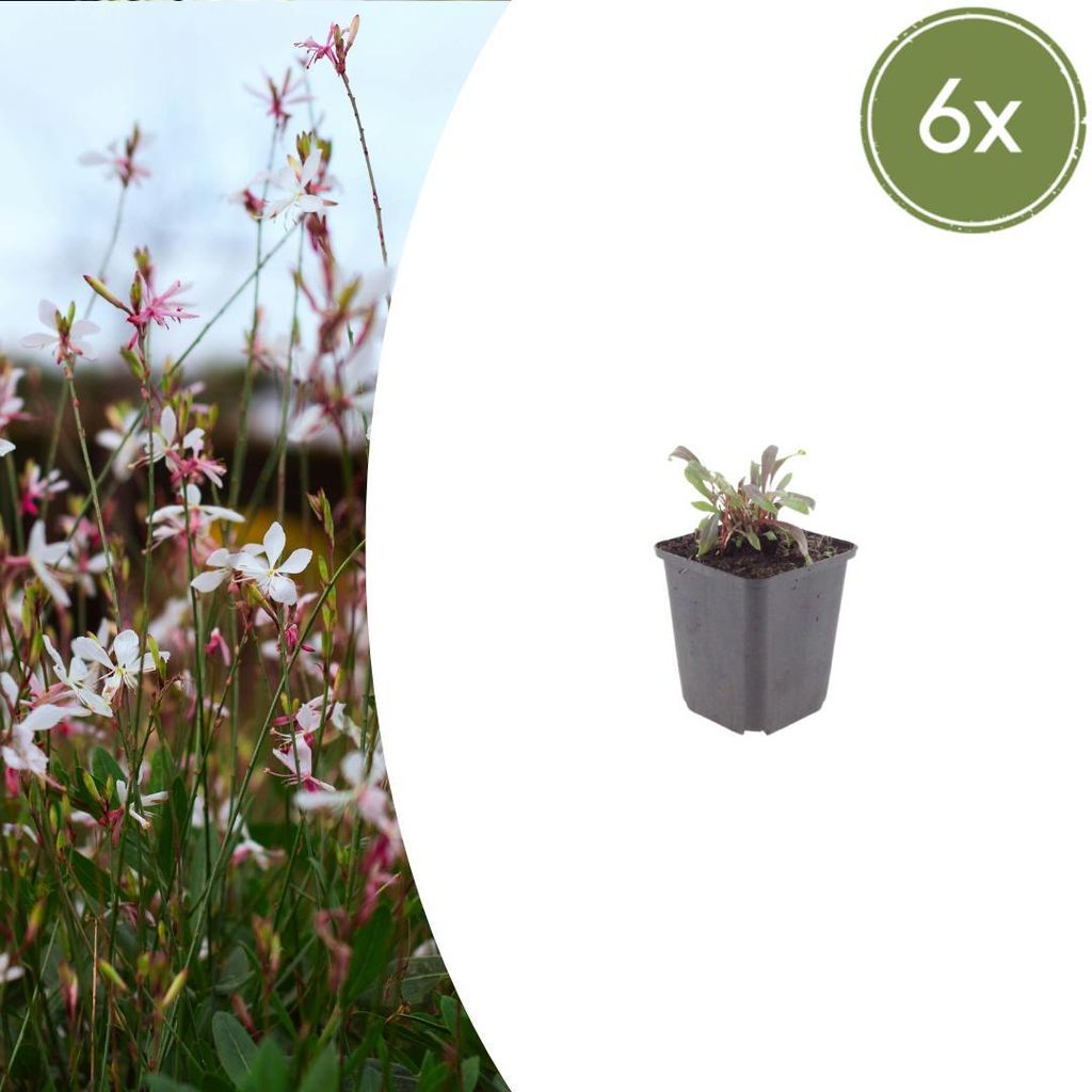 Gaura lindheimeri "Siskiyou Pink" - Prachtkerze - 9cm Topf - 10-25cm - Set mit 6 Pflanzen