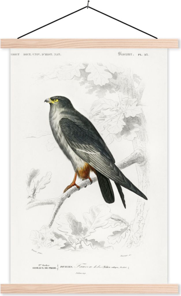 MuchoWow Textilposter Vogel - Jahrgang - Falke 40x60 cm mit holzfarbenen Rahmen - Poster