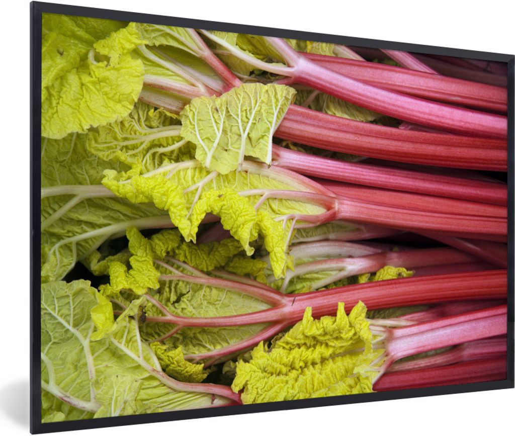 MuchoWow Gerahmtes Poster Horizontaler Rhabarber mit hellgrünen Blättern 90x60 cm - Poster mit Schwarzem Bilderrahmen Wandposter Rahmen Foto Bi...