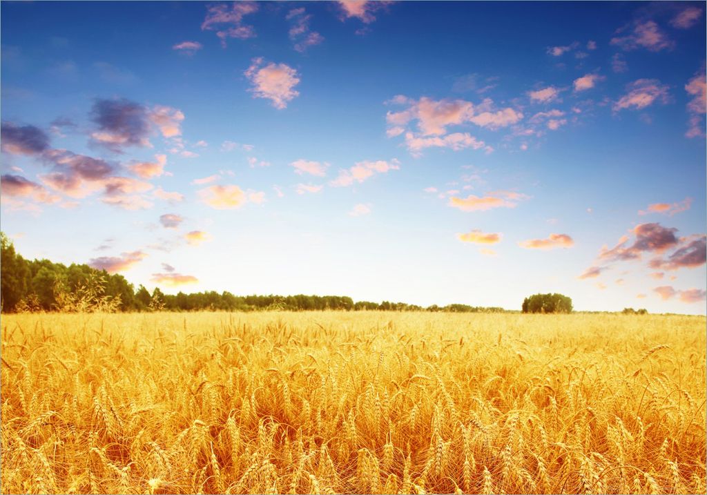 Wallario Poster - Weizenfeld unter blauem Himmel, Kunstdruck Größe: 70 x 100 cm