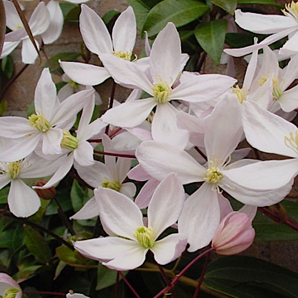 Waldrebe armandii - Clematis armandii 'Apple Blossom' | 60-80 cm in Container