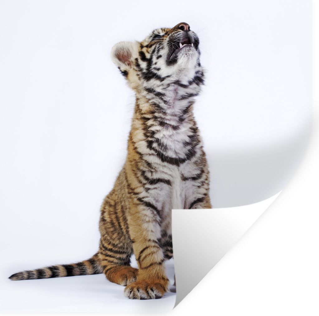 MuchoWow Wandtattoo Wandsticker Wandaufkleber Tiger - Jungtier - Weiß 30x30 cm Selbstklebend und Repositionierbar - Repositionierbar - Wasser ab...